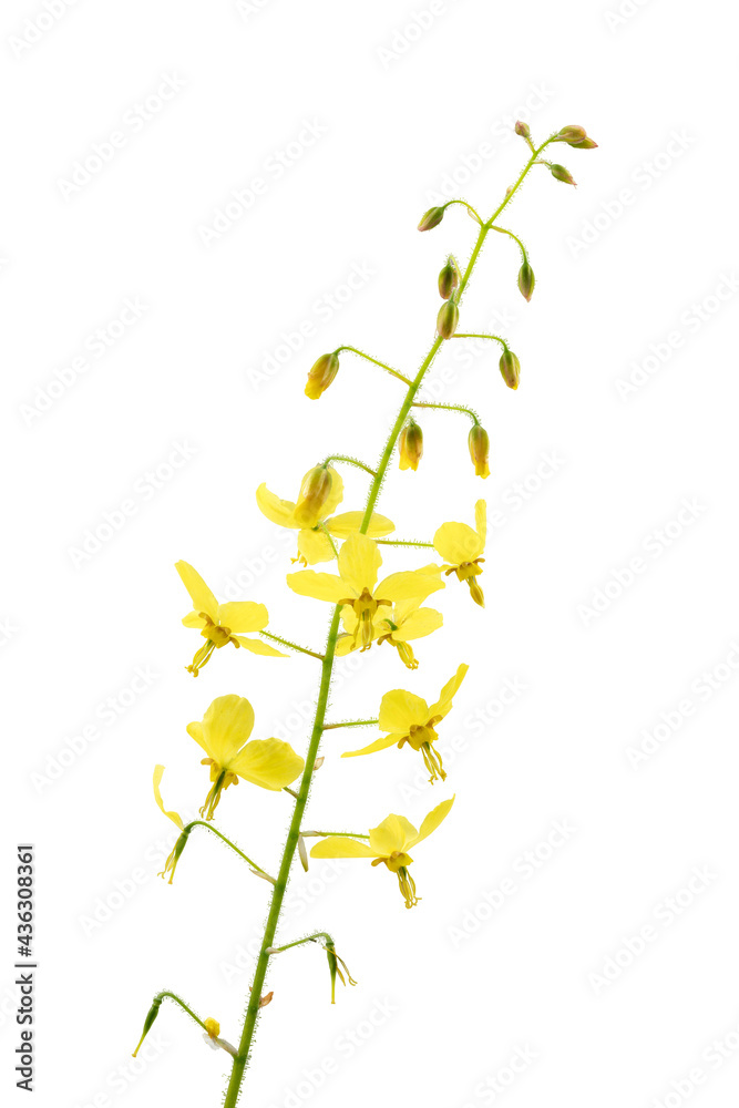 Elfenblume (Epimedium), freigestellt auf weißem Hintergrund