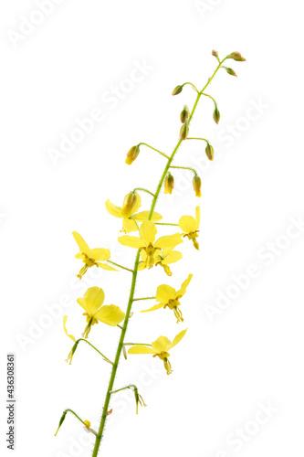 Elfenblume  Epimedium   freigestellt auf wei  em Hintergrund