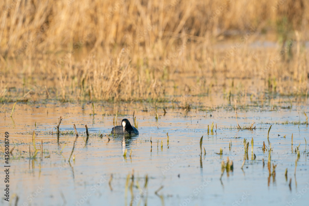 An American Coot, Fulica americana, swims in clear water close-up. Eat grass in the water between the reeds. With its reflection on the surface An American Coot, Fulica americana, swims in clear water close-up. Eat grass in the water between the reeds. With its reflection on the surface