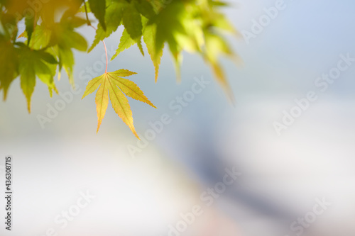 A close-up of the still green maple leaves that will turn red from now on