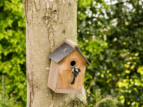 Parent blue tit entering garden nest box to provide food to their chicks and parent bird at Pickmere, Knutsford, Cheshire, Uk © Sue Burton