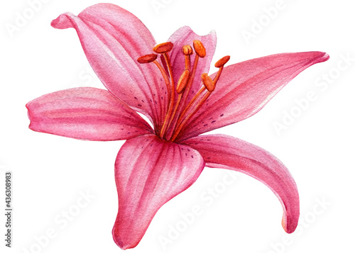 Pink flower, lily on white background, watercolor botanical illustration