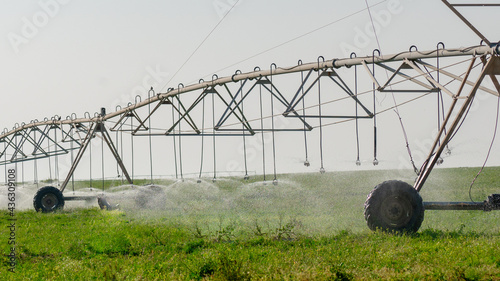 Grass field irrigated by a pivot sprinkler system in Qatar. selective focus