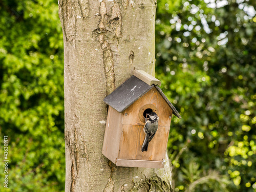 Parent blue tit entering garden nest box to provide food to their chicks and parent bird at Pickmere  Knutsford  Cheshire  Uk