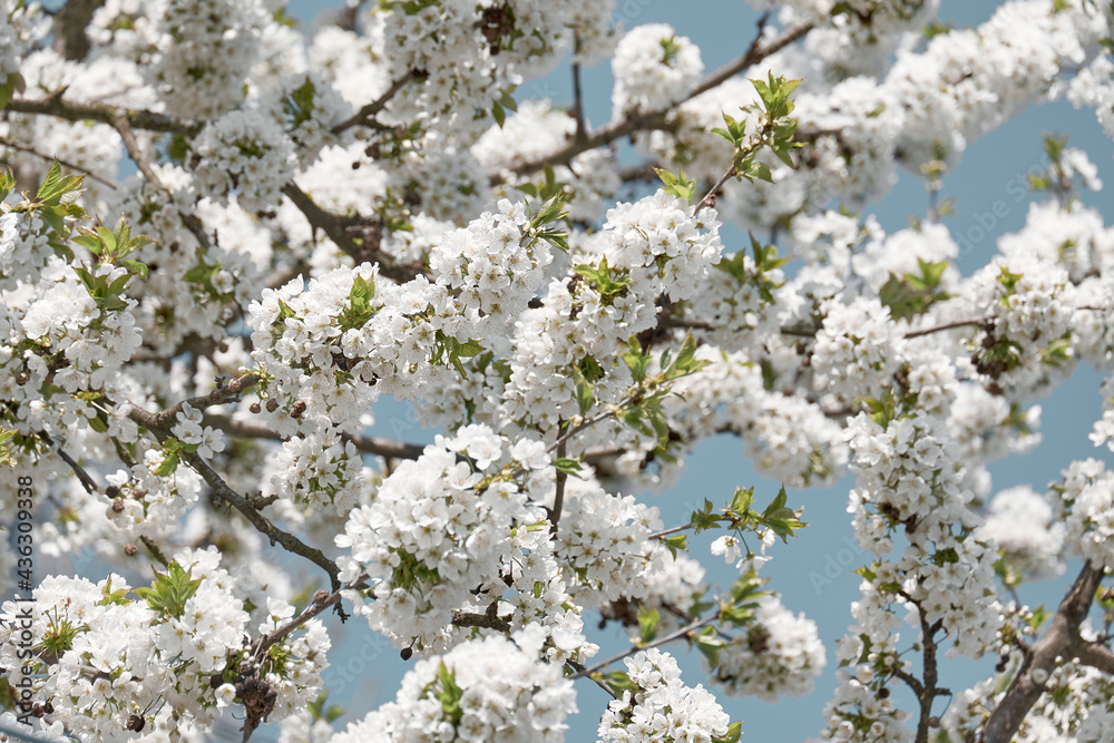 Blooming branches of a cherry tree. Blooming branches of a cherry tree.