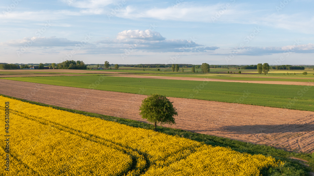 Obraz premium Yellow rape field with tree and bushes