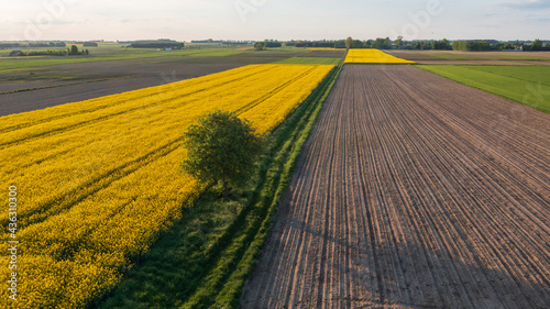 Yellow rape field with tree and bushes © Aleksander Bolbot