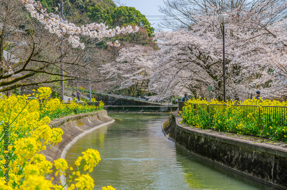 Fototapeta premium 京都の山科疏水の桜
