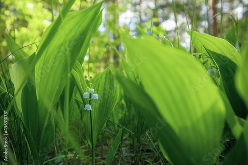 The green glade of lily of the valley flowers in the spring forest. White may-lily flower on clearing in the woods among the green leaves.