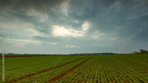 Wallpaper Mural 4k time lapse with young cereal field under cloudy sky. Torontodigital.ca