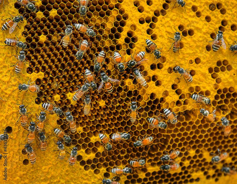 closeup honeycomp with honey bees closeup honeycomp with honey bees
