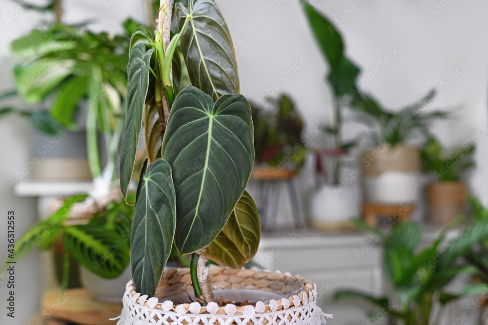 Close up of leaf of tropical 'Philodendron Melanochrysum' houseplant with  other plants in background foto de Stock | Adobe Stock