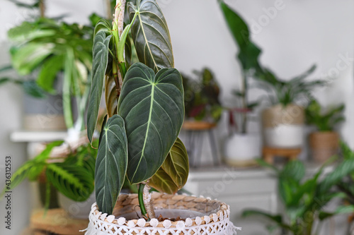 Close up of leaf of tropical 'Philodendron Melanochrysum' houseplant with other plants in background photo