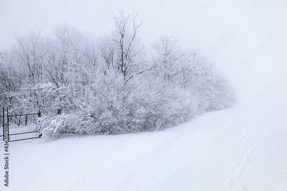 Fototapeta premium Nature reserve in the winter . Trees in the forest covered by snow . Cold Season Scenery 