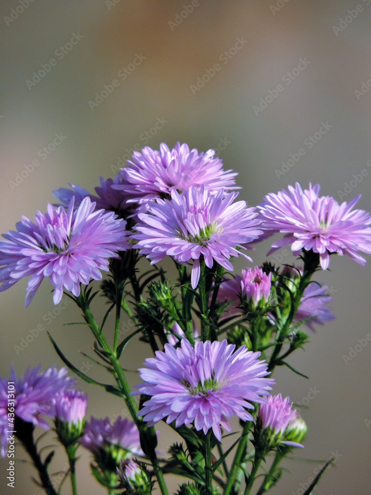 purple aster flowers purple aster flowers