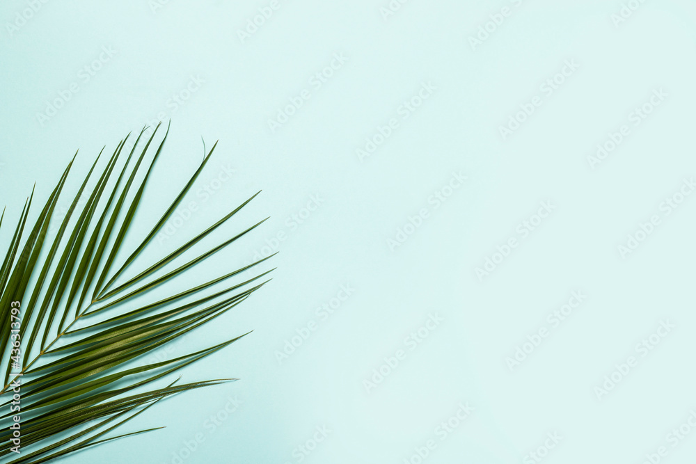 Fototapeta premium Branch of a palm tree on a light blue background. Banner. Flat lay, top view
