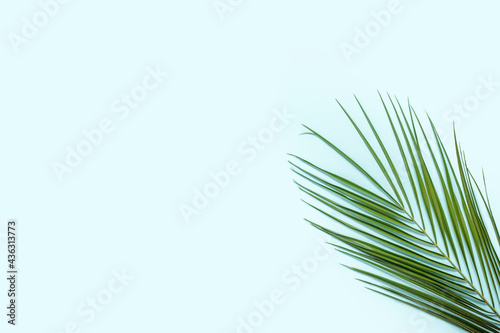 Branch of a palm tree on a light blue background. Summer wallpaper. Banner. Flat lay, top view