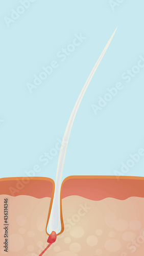 Human hair isolated. vector illustration