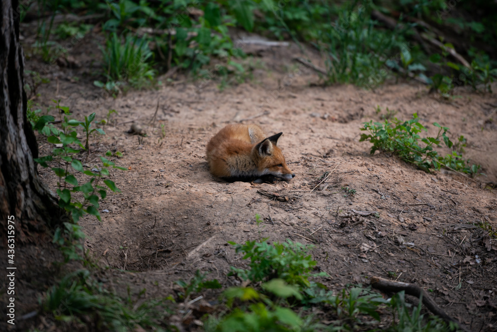 Red Fox. The species has a long history of association with humans.The red fox is one of the most important furbearing animals harvested for the fur trade. Largest of the true foxes Red Fox. The species has a long history of association with humans.The red fox is one of the most important furbearing animals harvested for the fur trade. Largest of the true foxes