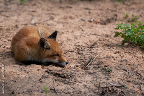 Red Fox. The species has a long history of association with humans.The red fox is one of the most important furbearing animals harvested for the fur trade. Largest of the true foxes © Aivis