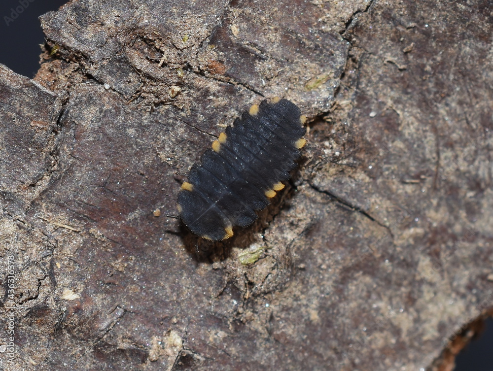 Endomychus coccineus false ladybird larva Endomychus coccineus false ladybird larva