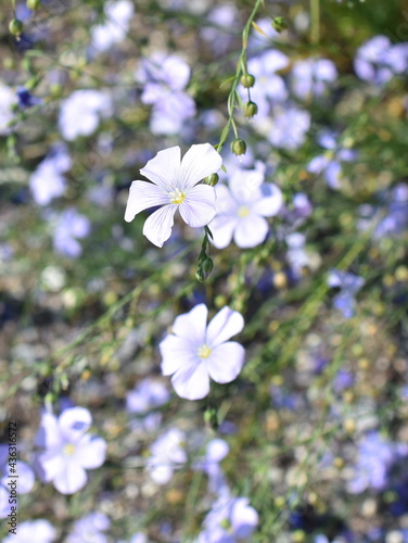 Blue flowers on flax linum usitatissimum plant