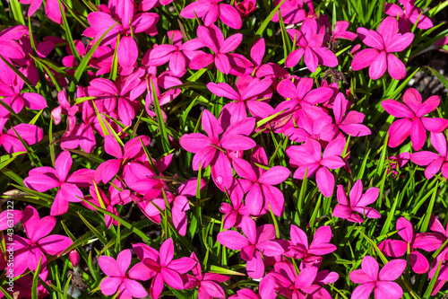 Rhodohypoxis milloides  Claret  a flowering bulbous plant with a pink red springtime flower commonly known as spring starflower  stock photo image