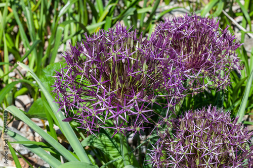 Allium hollandicum  Purple Sensation  a bulbous summer flowering plant with a round violet summertime flower commonly known as an ornamental onion  stock photo image