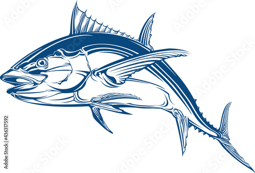 Atlantic bluefin tuna fish (Thunnus thynnus), vector illustration
