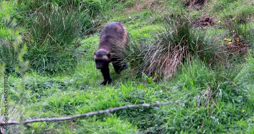 wolverine, Gulo gulo, walking through dense grass towards camera.