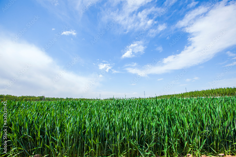 Wheat is growing in the field ,The wheat fields are under the blue sky and white clouds Wheat is growing in the field ,The wheat fields are under the blue sky and white clouds
