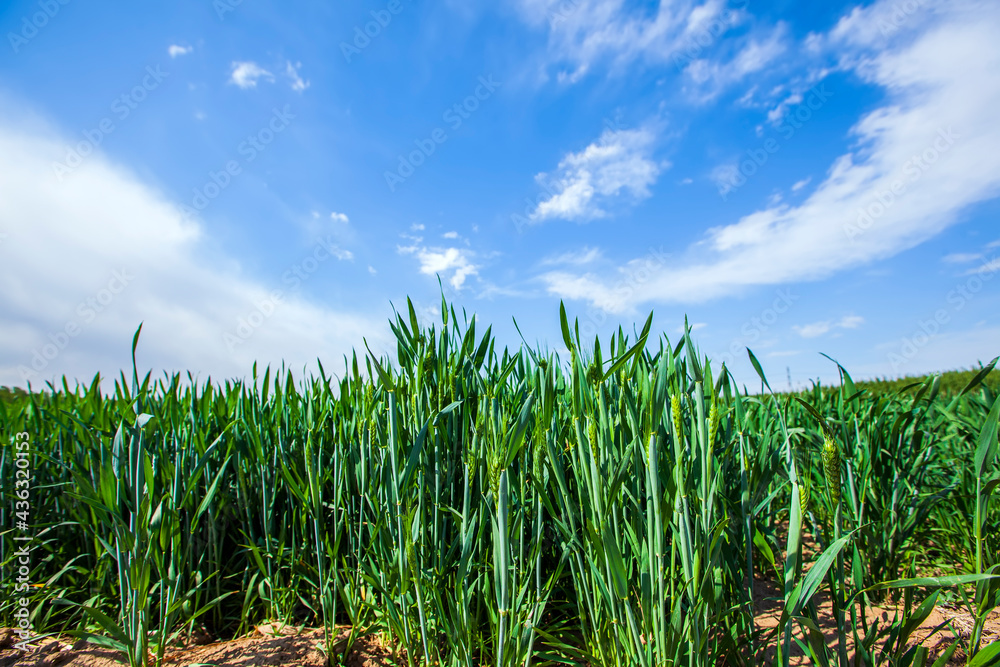 Wheat is growing in the field ,The wheat fields are under the blue sky and white clouds Wheat is growing in the field ,The wheat fields are under the blue sky and white clouds