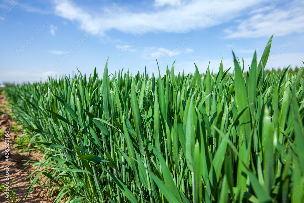 Wheat is growing in the field ,The wheat fields are under the blue sky and white clouds Wheat is growing in the field ,The wheat fields are under the blue sky and white clouds