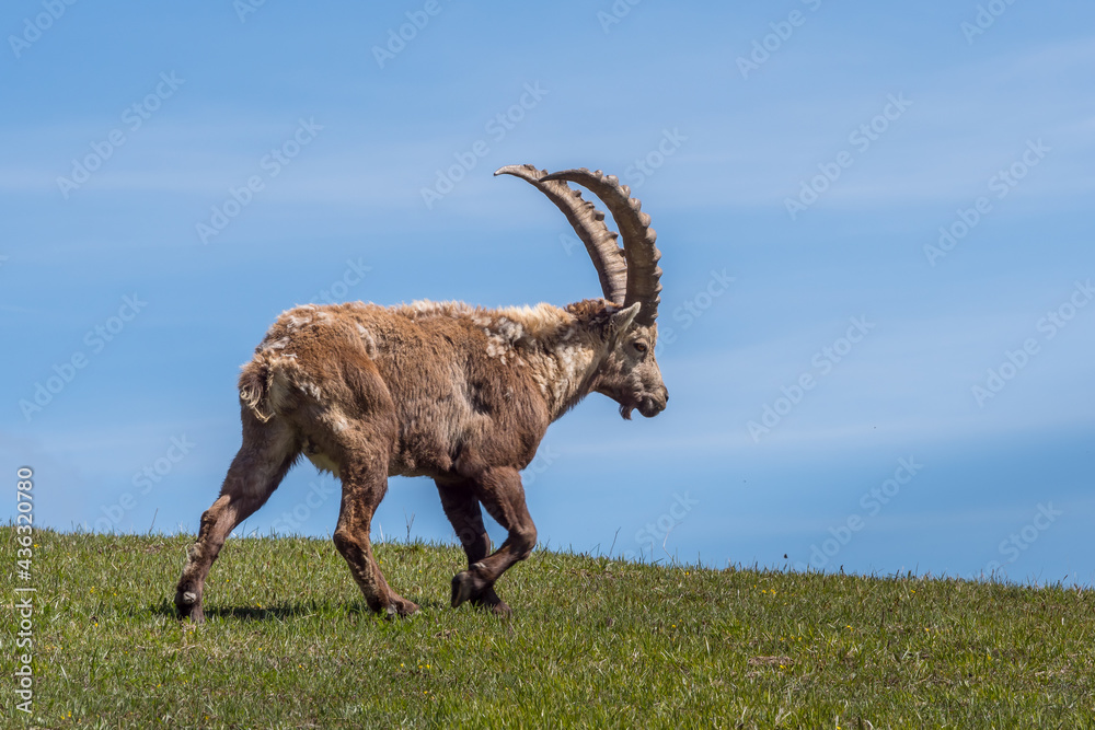 Ibex grazing in a flowery meadow in the Vercors, France Ibex grazing in a flowery meadow in the Vercors, France