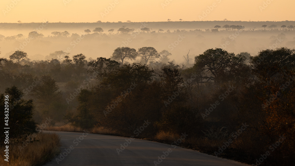 Fototapeta premium misty morning in the african bushveld