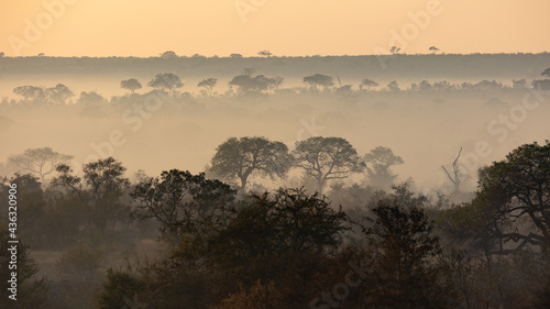 misty morning in the african bushveld