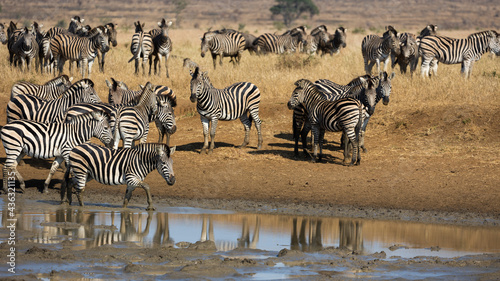 zebra and blue wildebeest gather at the waterhole