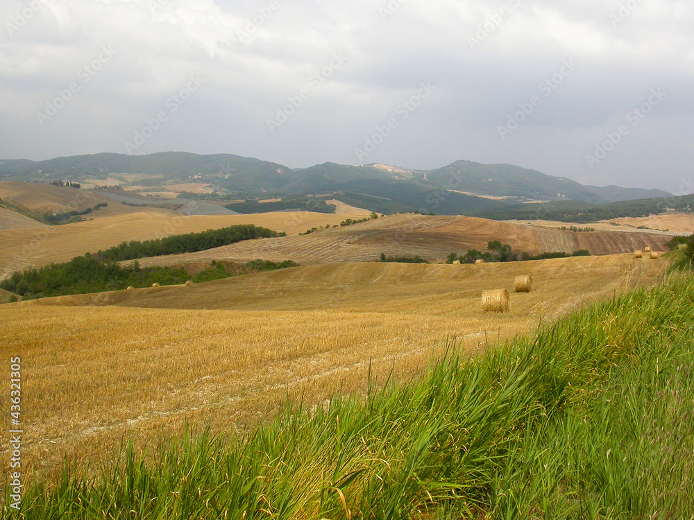 cut yellow hay in Tuscany in autumn cut yellow hay in Tuscany in autumn