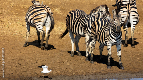 Zebra and pied avocet at the waterhole