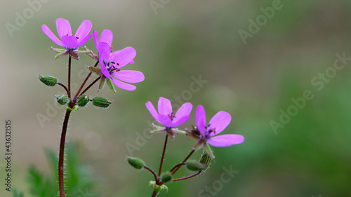 Beautiful purple wild forest flowers. Two flowers. Geranium robertianum, or herb-Robert, red robin, death come quickly, storksbill, stinking Bob, squinter-pip, crow's foot, Roberts geranium photo