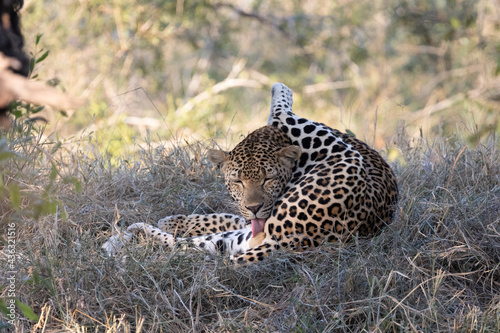 Huge male leopard grooming himself