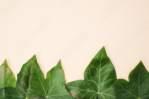 Toof green leaves on a beige background with space for text photo