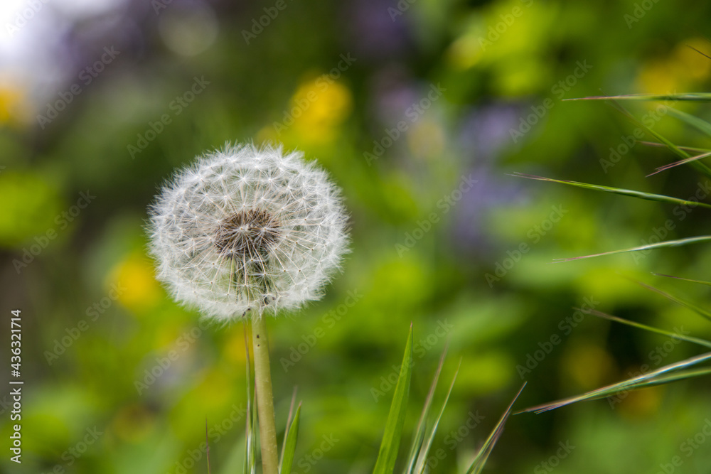 detail of dandelion in the grass