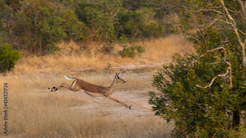 the flying impala in the wild