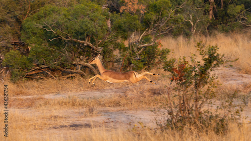 the flying impala in the wild