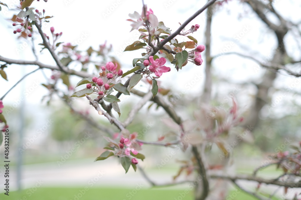 blossom in spring blossom in spring