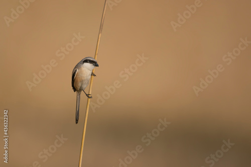 Long tailed Shrike 