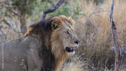 A big male lion with a black mane close up