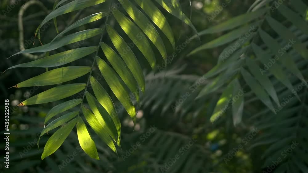 Jungle and rainforest background. Palm leaves and green tropical plants ...