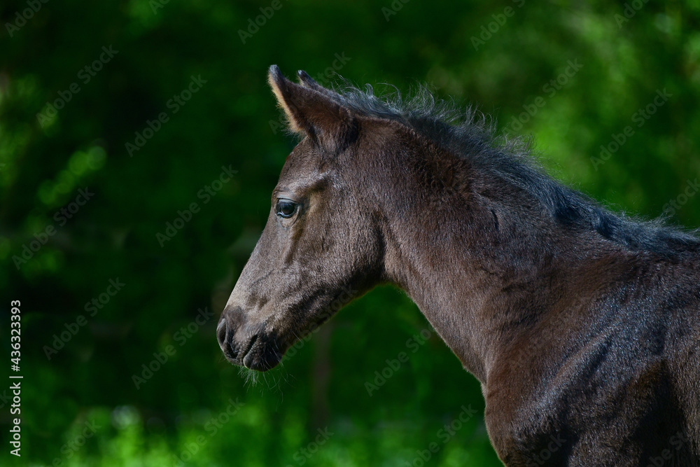 Portrait of a cute black warmblood filly with a green background. Portrait of a cute black warmblood filly with a green background.